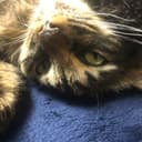 Shion Yoshida avatar